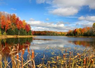 Золото осені.