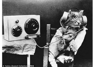 Коте «доинтернетного» періоду.