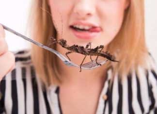 Туристів нагодували комахами.