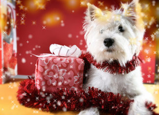 Новорічний подарунок чотириногому другові.