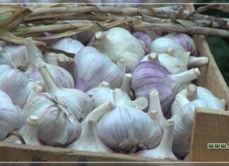 Інструкція по посадці, збиранню та випалу часнику