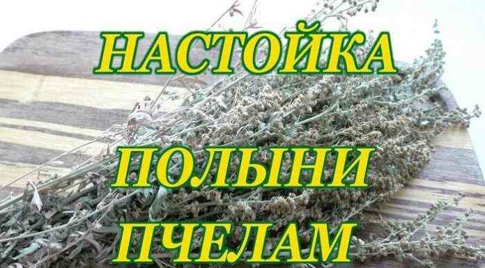 Пропорція для приготування відвару полину для бджіл і правила обробки