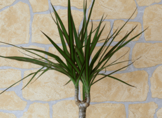 Догляд за драценою в домашніх умовах: від вибору приміщення до режиму поливу