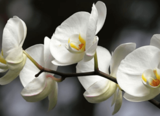 Догляд за орхідеєю в домашніх умовах: від освітлення до секретів поливу