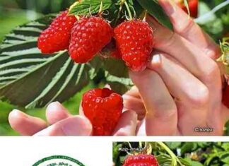 Малина-вологість, грунт, метод посадки, обрізка і вибір сорту