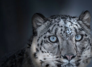 5 самих-самих снігових барсів росії