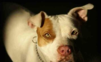 Реакція собаки на рухи дитини в животі господині розчулила мережу