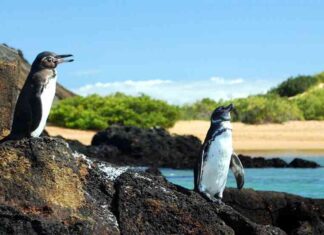 Милі і смішні: де в світі можна подивитися на пінгвінів