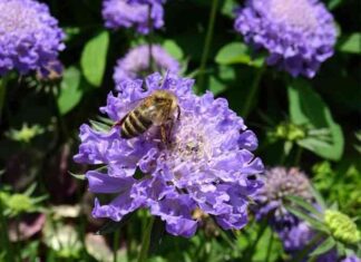 Квітка скабіоза-посадка і догляд у відкритому грунті, фото сортів