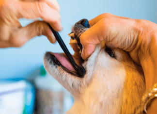 Як чистити зуби собаці в домашніх умовах: проста інструкція для господарів