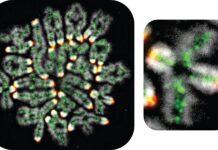 Приховані механізми викиднів, синдрому Дауна та безпліддя