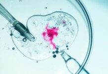 Революційна техніка ЕКЗ запобігає спадковим мітохондріальним захворюванням: у Великобританії виросли вісім здорових дітей