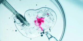 Революційна техніка ЕКЗ запобігає спадковим мітохондріальним захворюванням: у Великобританії виросли вісім здорових дітей