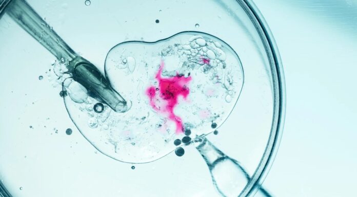 Революційна техніка ЕКЗ запобігає спадковим мітохондріальним захворюванням: у Великобританії виросли вісім здорових дітей